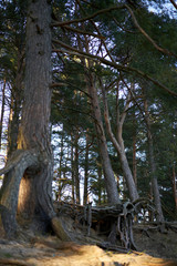 Tree with roots