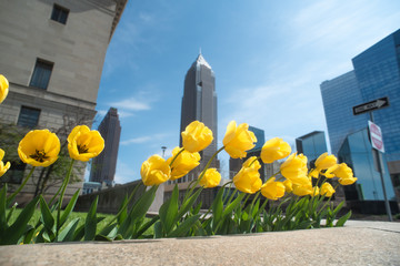 Cleveland Ohio Skyline in the spring