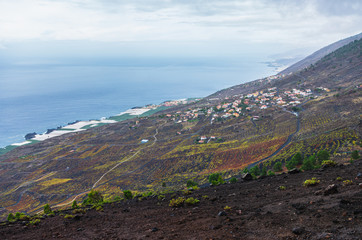 Canary Island pines and the town of Las Indias in the background on the hillside in the Fuencaliente region