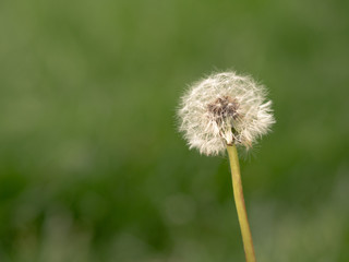 An Isolated Dandelion in Nature