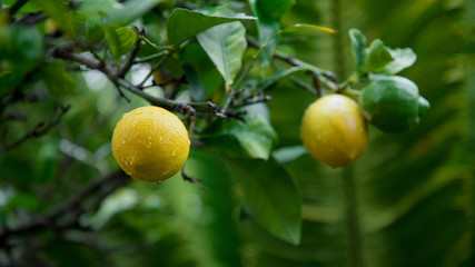 ripe yellow lemon hanging on a tree branch