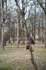 pigeon in da birdhouse