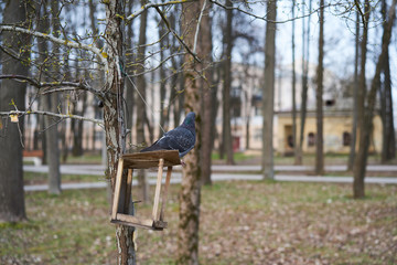 Pigeon in da birdhouse