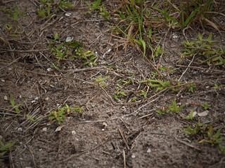 green dragonfly in green grass and soil
