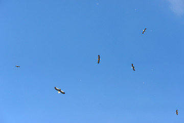 青空を飛ぶオオワシとオジロワシ（北海道・知床）
