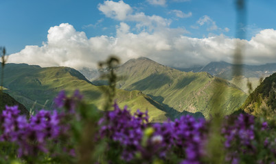 The blooming Caucasus meadow in Georgia. Omalo Shatili trek.