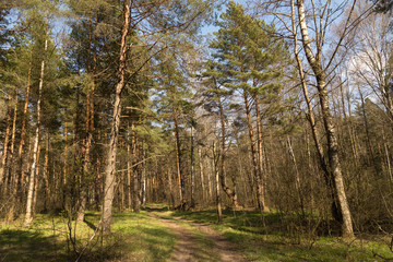 Beautiful spring summer pine trees forest with green grass and blue sky. Forest path in sunlight, sun