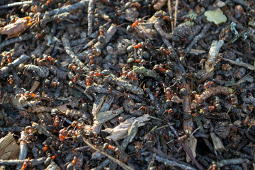 anthill on a spring lawn in the light of the setting sun