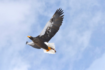 魚を捕らえて飛ぶオオワシ（北海道・知床）