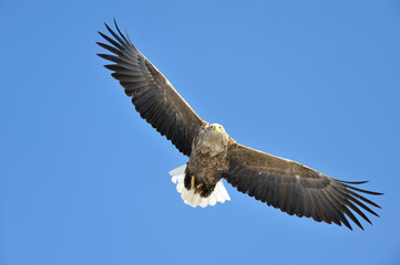 オジロワシの飛翔（北海道・知床）