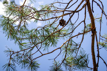 pine branches against the blue sky