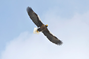 オオワシの飛翔（北海道・知床）