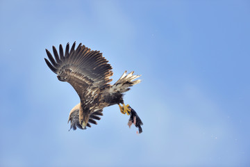 魚を捕らえたオジロワシ（北海道・知床）