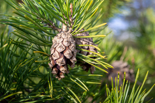 two pine cones on a green pine branch