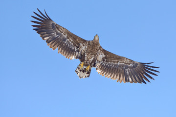魚を捕らえて飛翔するオジロワシ（北海道・知床）