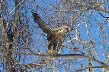 飛び立つオジロワシ（北海道・知床）