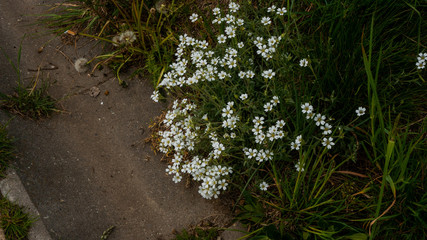 Flowers by the path.