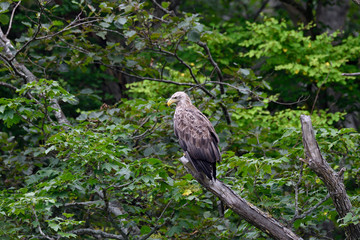 オジロワシ（北海道・知床）