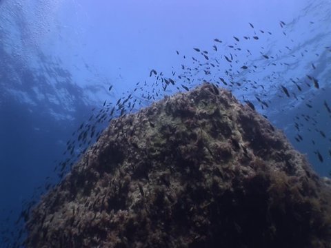 a lot of fish underwater mediterranean sea fish school of damsel in blue waters landscape