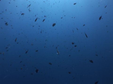a lot of fish underwater mediterranean sea fish school of damsel in blue waters landscape