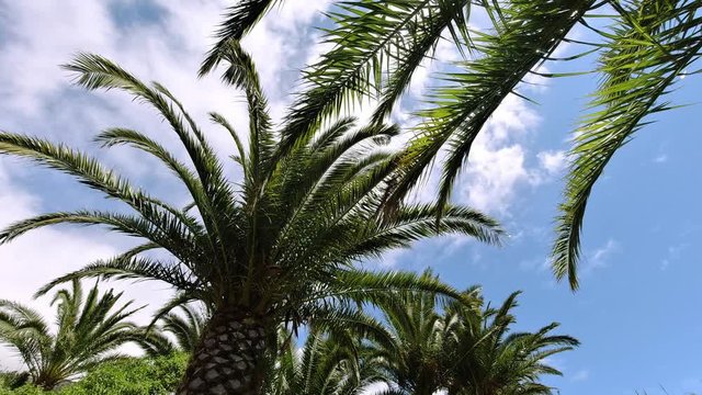 Palm trees with green fronds waving in the wind as white clouds scud across a blue sky overhead in a travel and tropical vacation concept