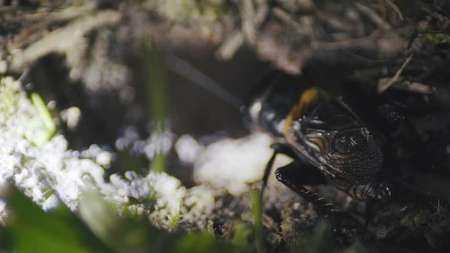 Field cricket (Gryllus campestris) at the burrow