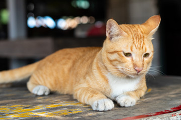 A yellow-and-white cat lying on the table.