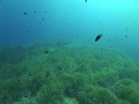a lot of fish underwater mediterranean sea fish school of damsel in blue waters landscape