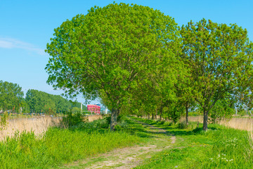 Spring is in the air with the lush green foliage of trees in a green pasture in sunlight