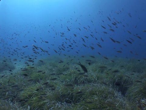 a lot of fish underwater mediterranean sea fish school of damsel in blue waters landscape