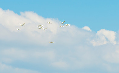 Flock of swans flying in a blue cloudy sky in sunlight in spring