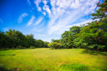 beautiful morning light and blue sky in public park with green grass field.