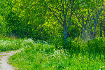 Fototapeta premium Spring is in the air with the lush green foliage of trees in a green pasture in sunlight