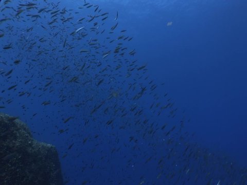 a lot of fish underwater mediterranean sea fish school of damsel in blue waters landscape