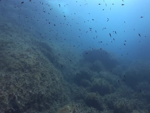 a lot of fish underwater mediterranean sea fish school of damsel in blue waters landscape