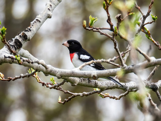 male rose-breasted grosbeak sitting in aspen tree in spring