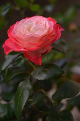 Aufnahme einer Edelrose Nostalgie