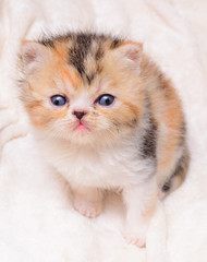 Fototapeta premium cute persian kitten