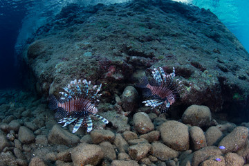 A pair of Lionfish, Pterois volitans, hunts for small fish on a rocky reef near Flores, Indonesia....
