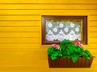 Yellow colorful house wall and window with close shutters, decorated with fresh green flowers. 