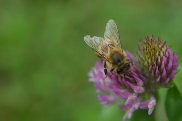 Biene auf Kleeblüte