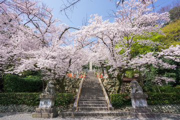 京都　建勲神社の桜