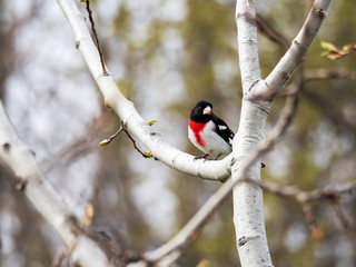 male rose-breasted grosbeak sitting in aspen tree in spring