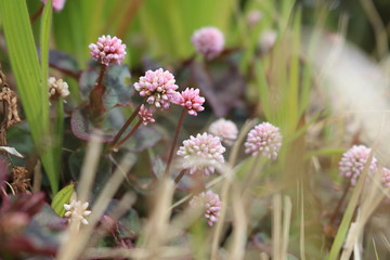pink flowers in the forest