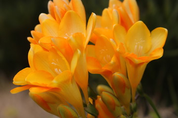 Obraz premium yellow flower