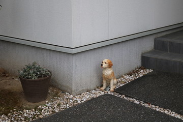 dog on the street