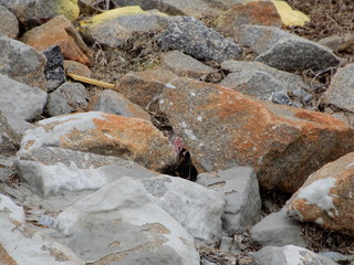 Big Rocks Stones Sandy Beach Background