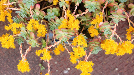 多肉植物の黄色い花