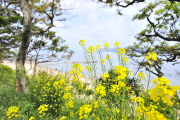 Early summer flowers