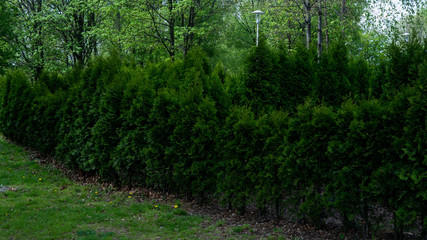 Fototapeta premium Ornamental shrubs in the park.